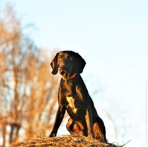 Meet your Posher, Morgan